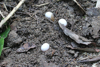 ニホンカナヘビ　卵