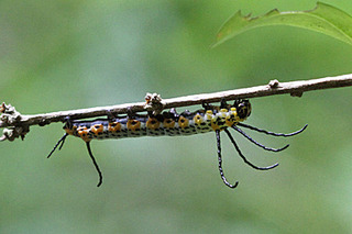 イボタガ　幼虫