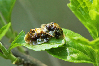 イチモンジカメノコハムシの交尾