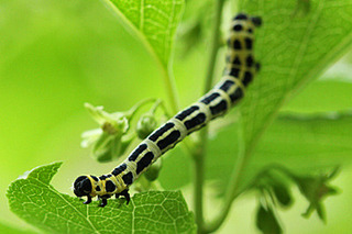 トンボエダシャク　幼虫