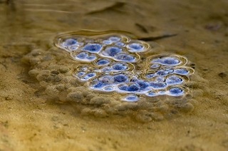 ニホンアカガエル-ヨシの湿地-220211-青木泰成-卵塊.jpg
